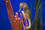 Seahorse with Numerous Black Spots