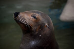 Seal Relaxing