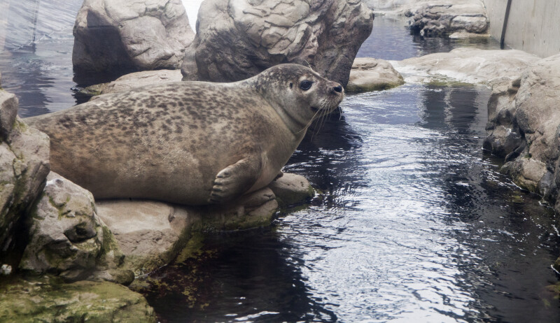 Seal with Spots Resting on Rocks at the New England Aquarium