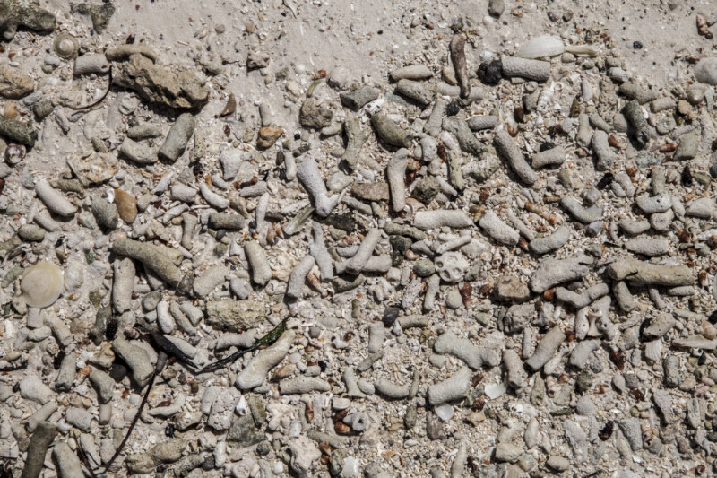 Seashells at Biscayne National Park