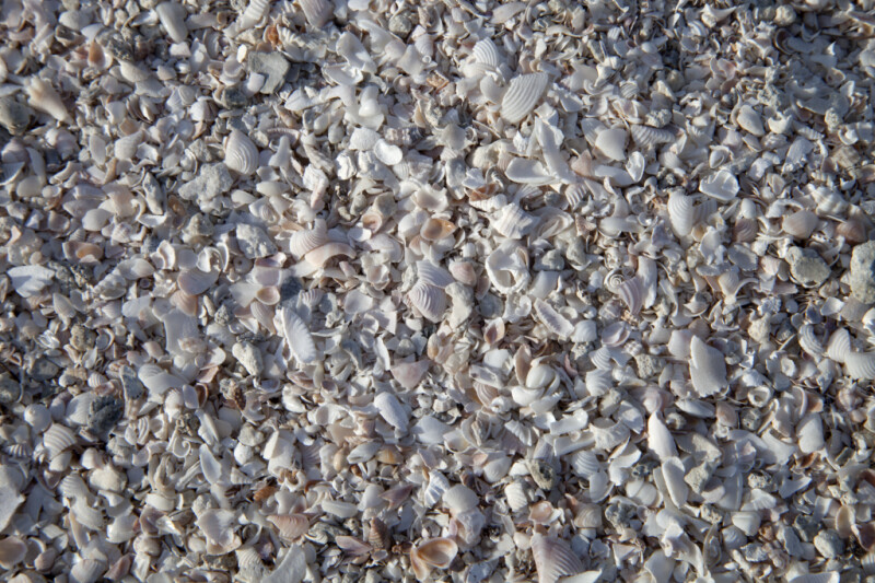 Seashells at the Flamingo Campgrounds of Everglades National Park