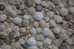 Seashells Close-Up