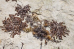 Seaweed on Caked Sand at Biscayne National Park