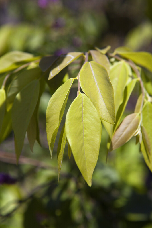 Securidaca diversifolia Leaves