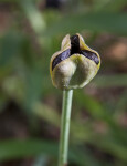 Seed Pod of an Iris Plant