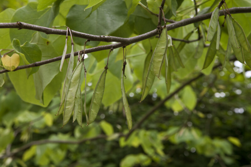 Seed Pods Hanging from the Branch of a Redbud Tree