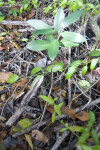 Seedling at Mrazek Pond