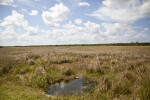 Seemingly Endless Field of Sawgrass Beyond a Puddle