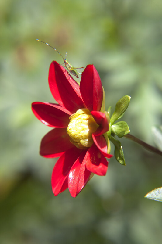 Semi-Cactus Dahlia Flower 'Prince Noir' with Deep-Red Petals