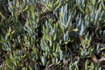 Senecio mandraliscae Leaves Close-Up