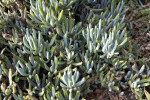 Senecio mandraliscae Leaves