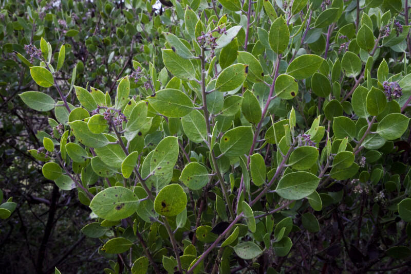 Serpentine Manzanita Branches