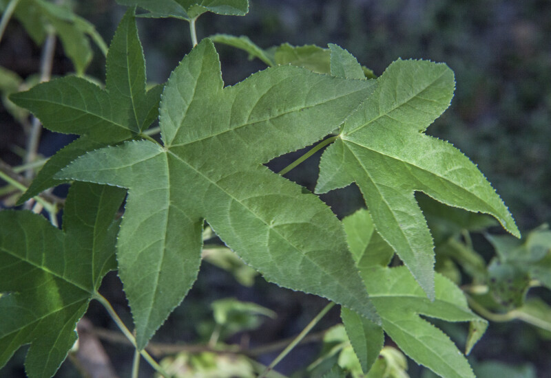 Serrated, Five-Lobed, Star-Shaped American Sweetgum Leaves