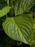 Serrated, Green Leaf of a Bigleaf Hydrangea