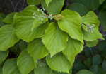 Serrated Leaves and Buds of a Japanese Hydrangea Vine