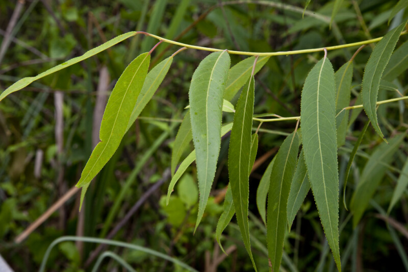 Serrated Leaves Hanging from Branch of a Coastal Plain Willow