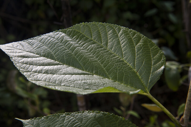Serrated, Pointed Mulberry Leaf