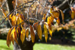 Serrated, Sunlit Leaves