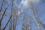 Several Bare Oak Trees at Boyce Park