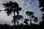 Several Coniferous Trees Against Cloudy Sky