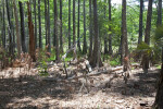 Several Cypress Trees at Chinsegut Wildlife and Environmental Area