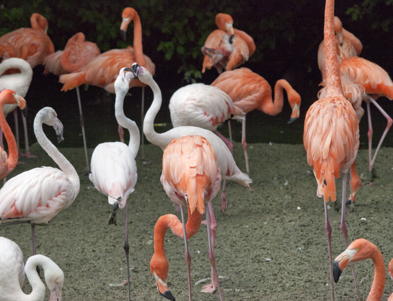 Several Flamingos