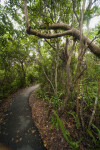 Several Gumbo-Limbo Trees on the Gumbo Limbo Trail