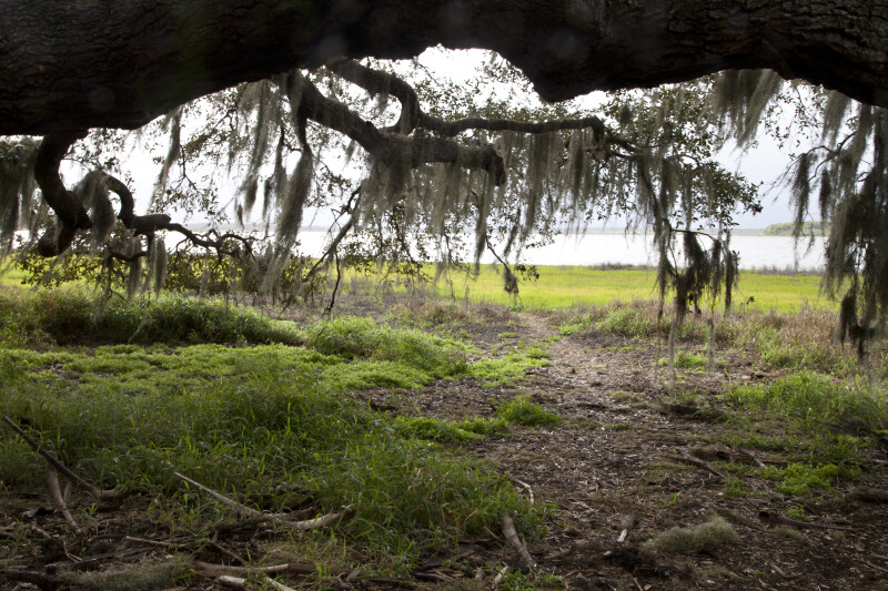 Several Low Hanging Tree Branches at Myakka River State Park