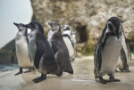 Several Penguins Standing