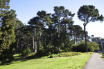 Several Pine Trees