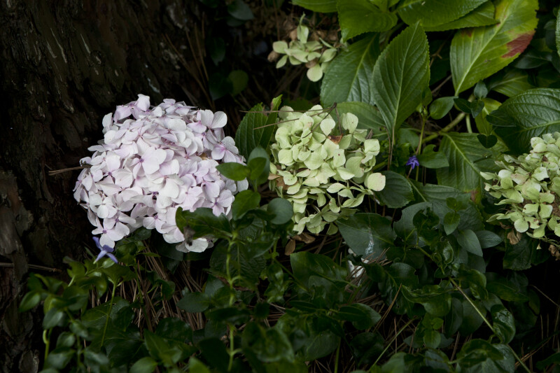 Several Plants