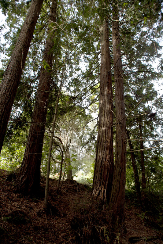 Several Redwood Trees