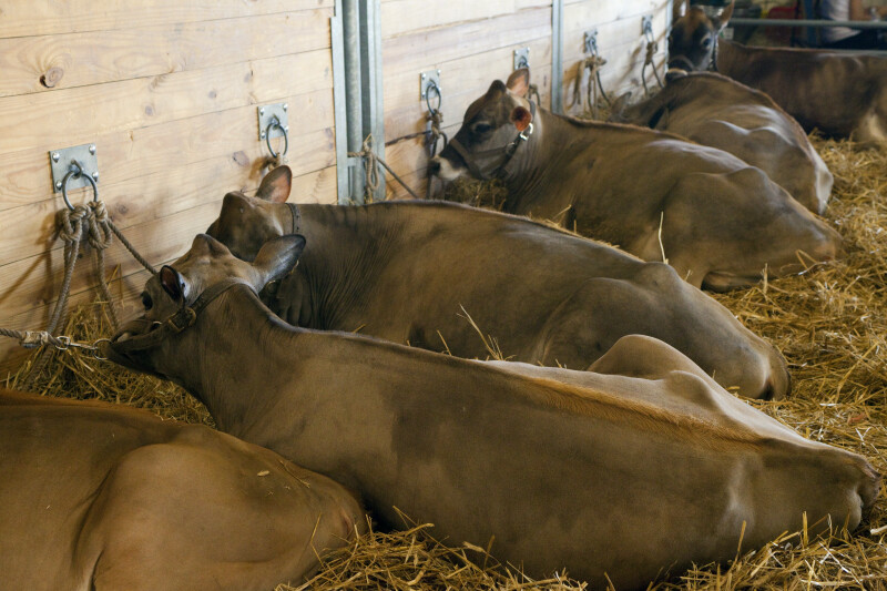 Several Resting Brown Cows