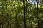 Several Shaded Bamboo Plants at the Sacramento Zoo