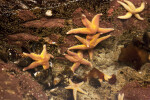 Several Starfish at the New England Aquarium