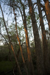 Several Tree Trunks in Shade