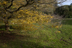 Several Trees and a Few Shrubs