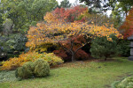 Several Trees and Shrubs