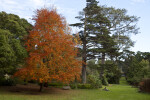 Several Trees in a Grassy Area