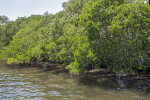 Several Trees with Branches Hanging Over Water