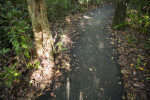Shaded Asphalt of Gumbo Limbo Trail