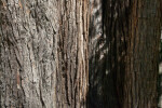 Shaded Bark of a Weeping Lawson Cypress (Chamaecyparis lawsoniana "Pendula")