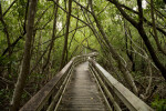 Shaded Boardwalk