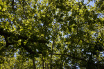 Shaded Branches and Leaves of Maple Trees
