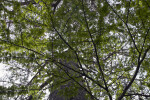 Shaded Branches of Bald Cypress Tree