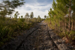 Shaded Dirt Pathway