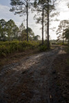 Shaded Dirt Trail With Pine Needles