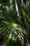 Shaded Florida Thatch Palm Fronds