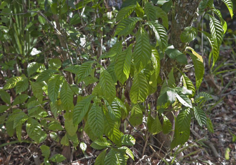 Shaded, Green Leaves of Wild Coffee Plant