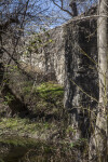 Shaded Growth near the Espada Aqueduct